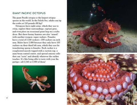 Explore the Salish Sea: A Nature Guide for Kids