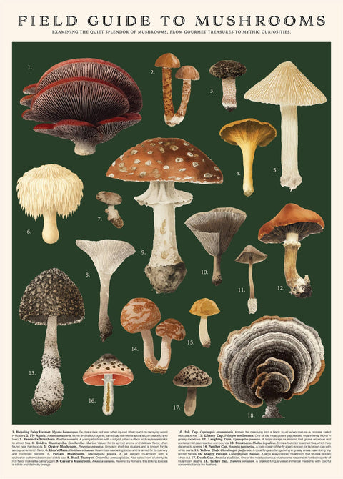 Mushrooms Puzzle - 500 Pc Tube with Vintage Illustrations - image 3
