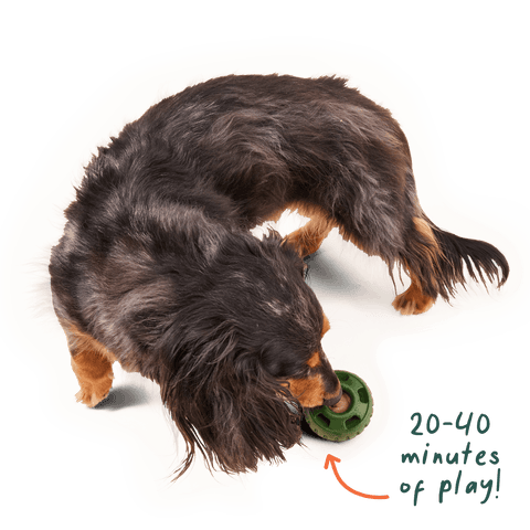 Pupsicle Pops - image 5