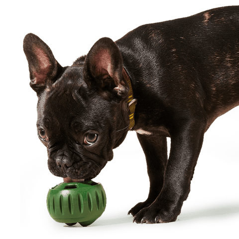 Pupsicle Pops - image 4
