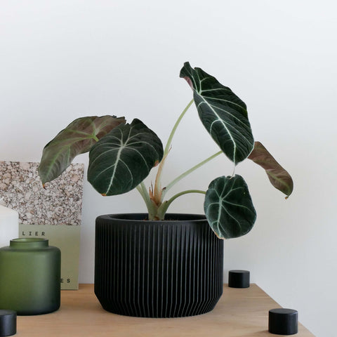 Praha Indoor Planter with Tray - image 6