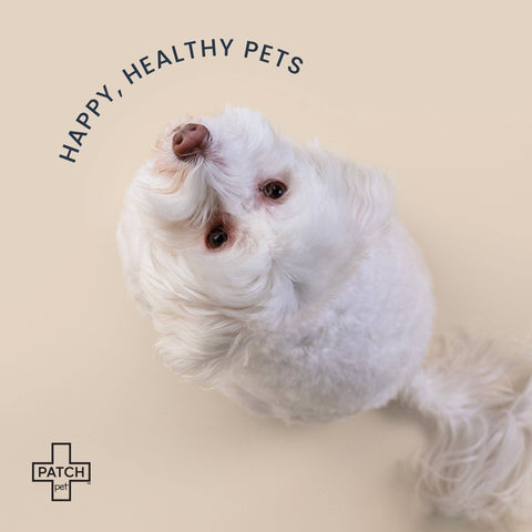 Patch Pet Travel Bandage Kit
