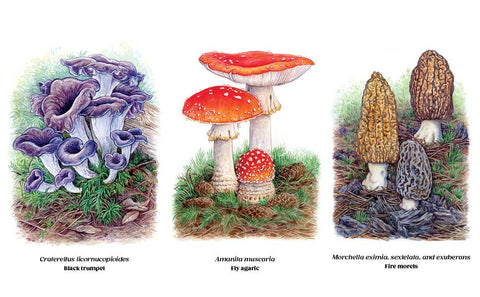 Pacific Northwest Mushroom Foraging Book
