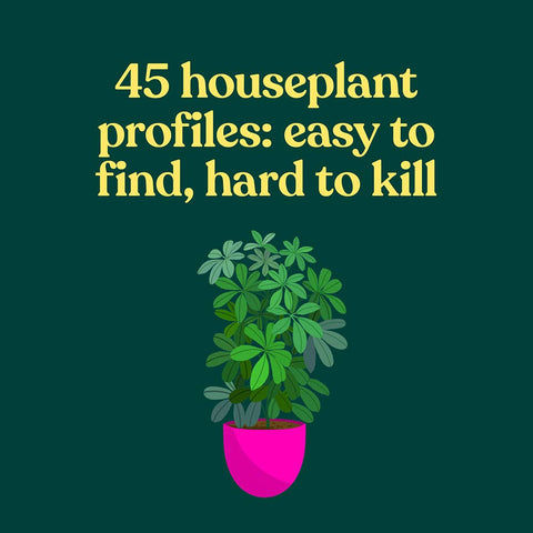 The Green Dumb Guide to Houseplants